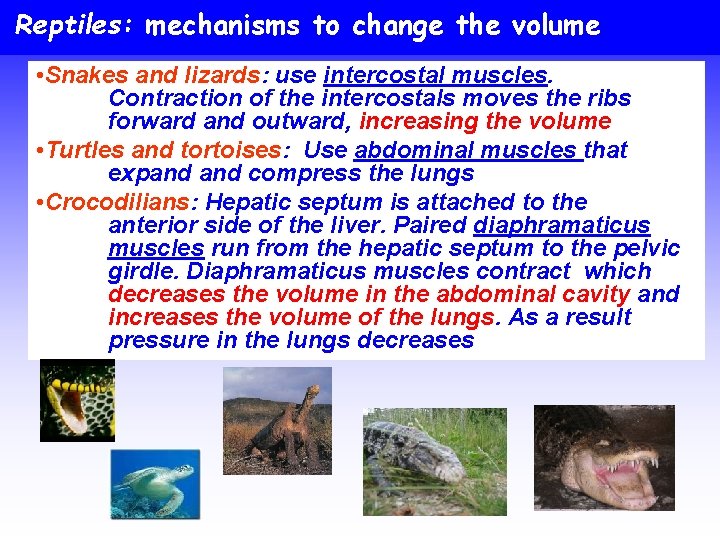 Reptiles: mechanisms to change the volume • Snakes and lizards: use intercostal muscles. Contraction
