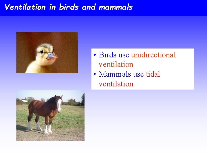 Ventilation in birds and mammals • Birds use unidirectional ventilation • Mammals use tidal