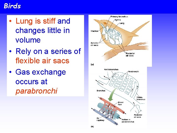 Birds • Lung is stiff and changes little in volume • Rely on a