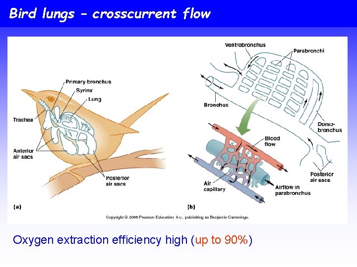 Bird lungs – crosscurrent flow Oxygen extraction efficiency high (up to 90%) 