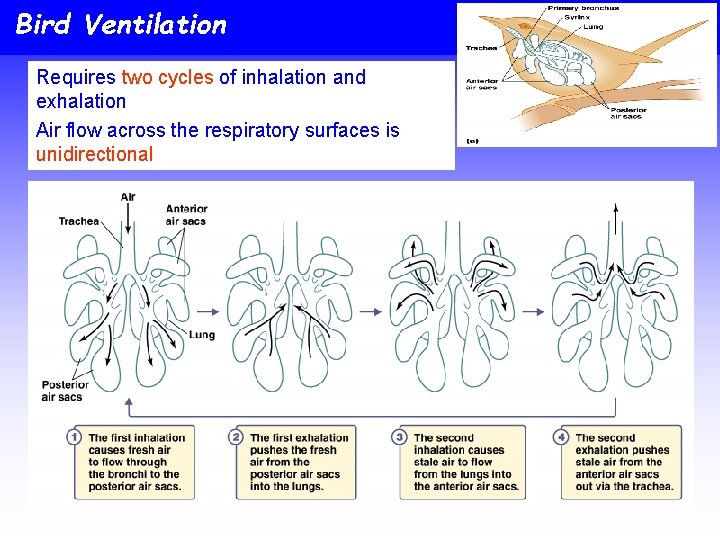 Bird Ventilation Requires two cycles of inhalation and exhalation Air flow across the respiratory