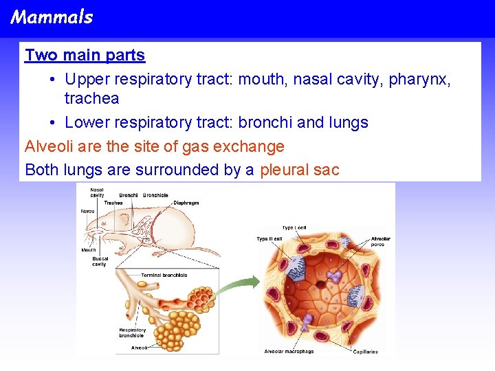 Mammals Two main parts • Upper respiratory tract: mouth, nasal cavity, pharynx, trachea •