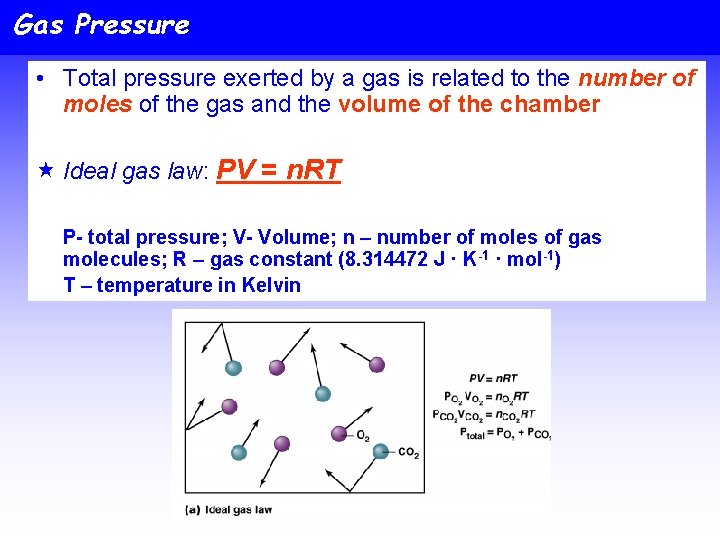 Gas Pressure • Total pressure exerted by a gas is related to the number