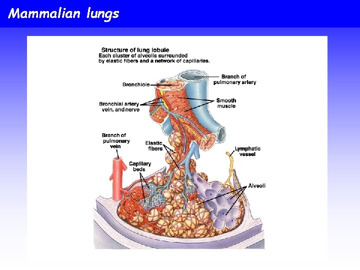 Mammalian lungs 