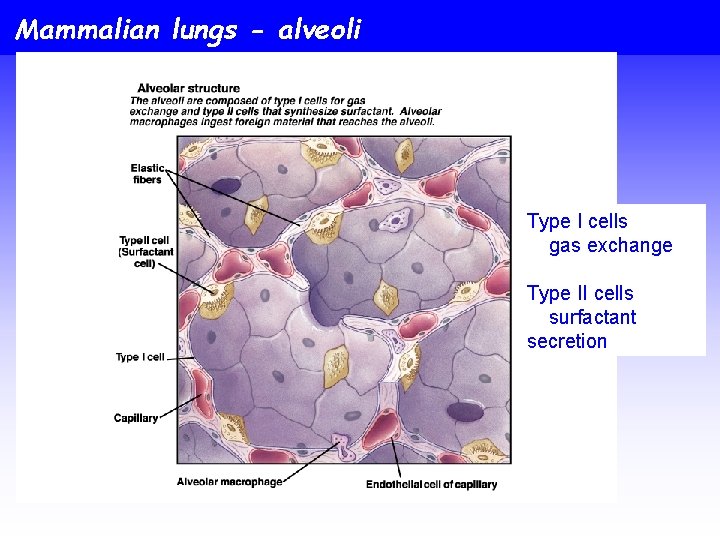 Mammalian lungs - alveoli Type I cells gas exchange Type II cells surfactant secretion