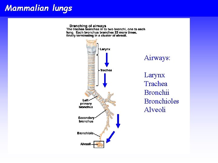 Mammalian lungs Airways: Larynx Trachea Bronchii Bronchioles Alveoli 