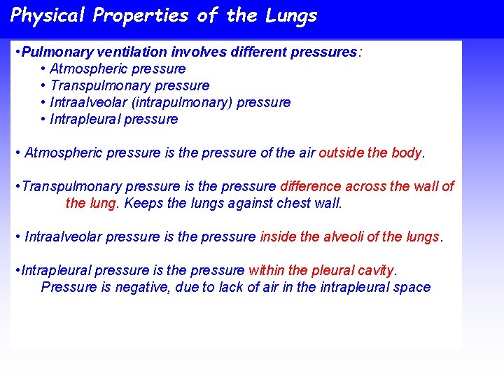 Physical Properties of the Lungs • Pulmonary ventilation involves different pressures: • Atmospheric pressure