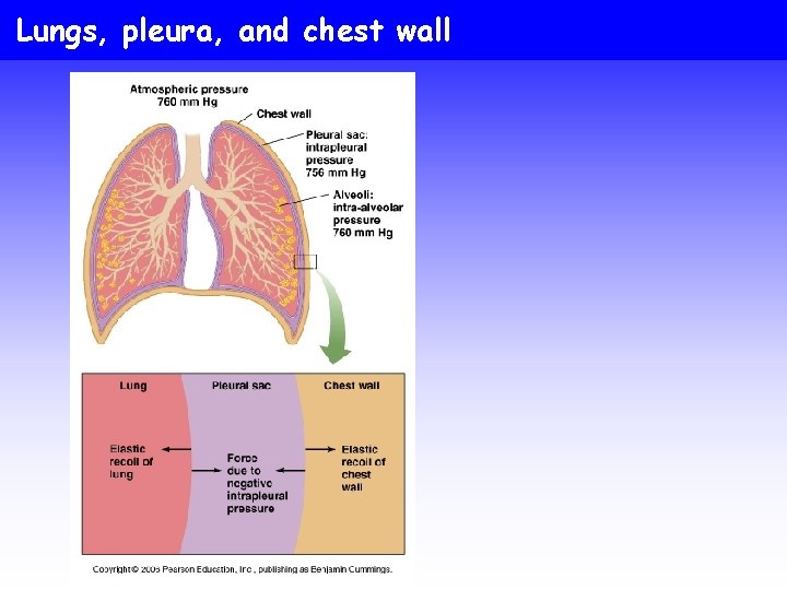 Lungs, pleura, and chest wall 
