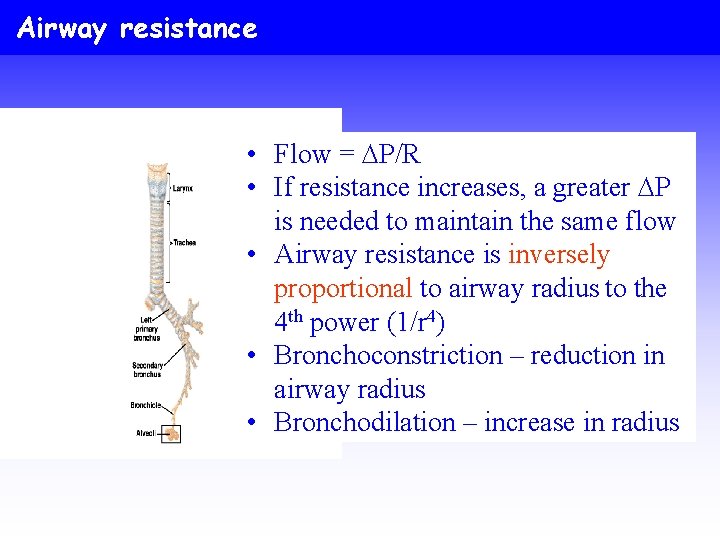 Airway resistance • Flow = DP/R • If resistance increases, a greater DP is