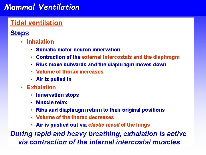 Mammal Ventilation Tidal ventilation Steps • Inhalation • • • Somatic motor neuron innervation