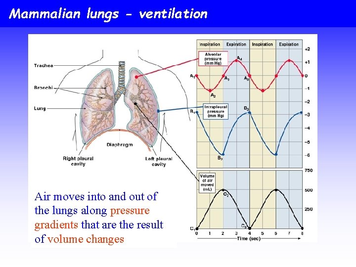 Mammalian lungs - ventilation Air moves into and out of the lungs along pressure