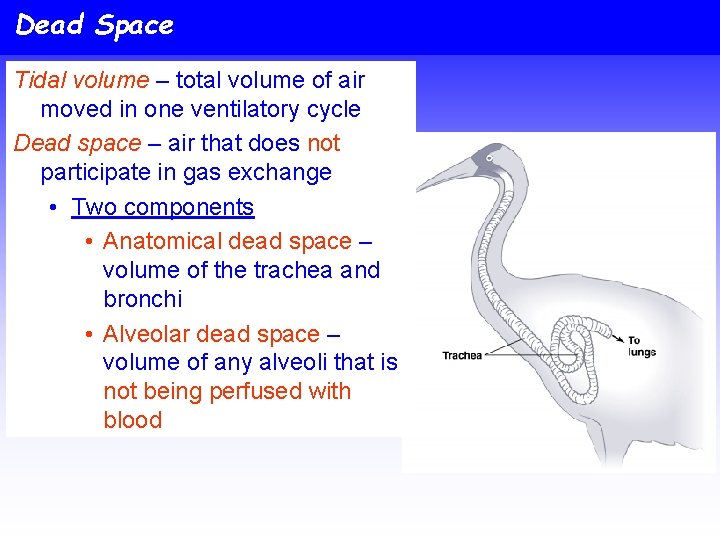 Dead Space Tidal volume – total volume of air moved in one ventilatory cycle