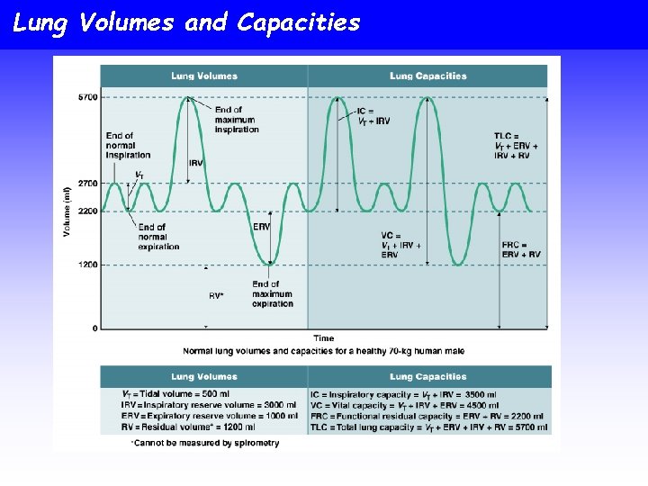 Lung Volumes and Capacities 