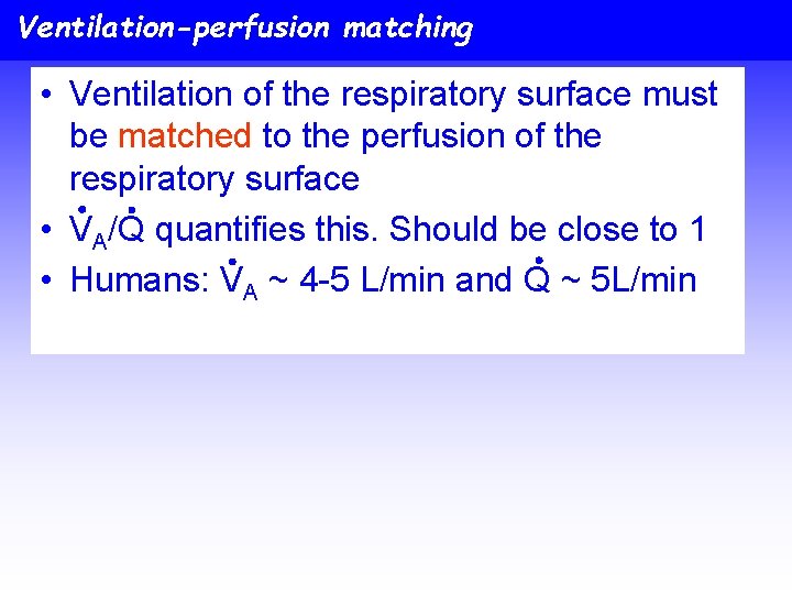 Ventilation-perfusion matching • Ventilation of the respiratory surface must be matched to the perfusion