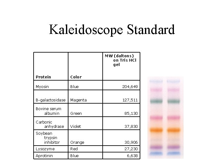 Kaleidoscope Standard MW (daltons) on Tris HCl gel Protein Color Myosin Blue 204, 649