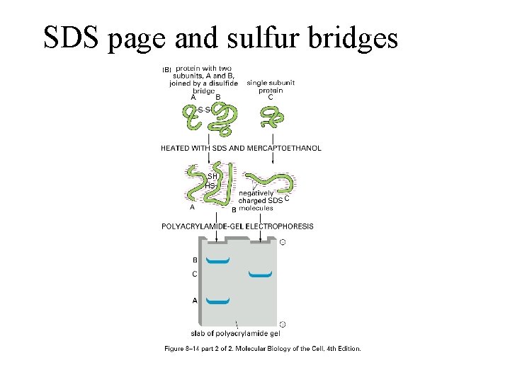 SDS page and sulfur bridges 