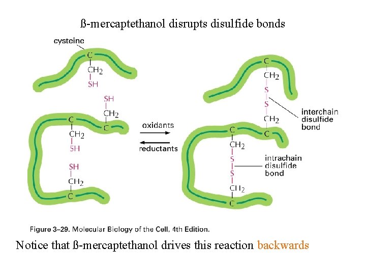 ß-mercaptethanol disrupts disulfide bonds Notice that ß-mercaptethanol drives this reaction backwards 