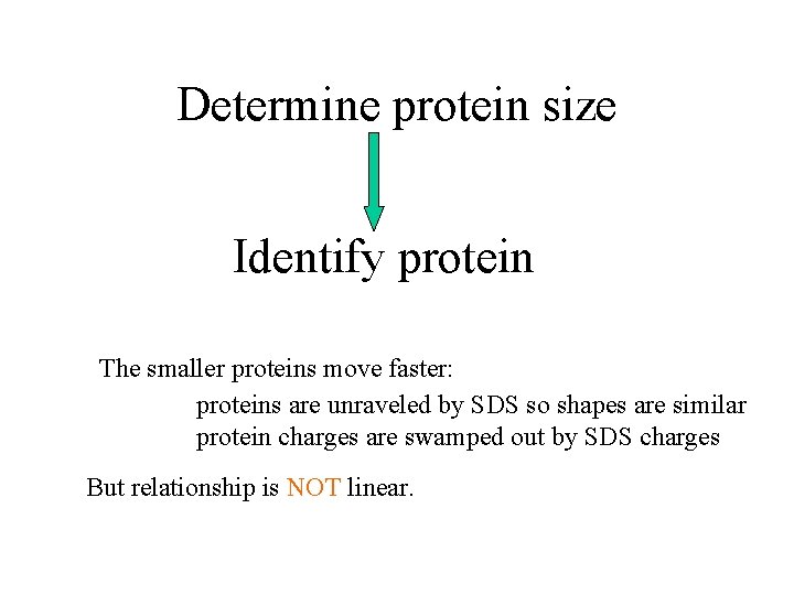 Determine protein size Identify protein The smaller proteins move faster: proteins are unraveled by