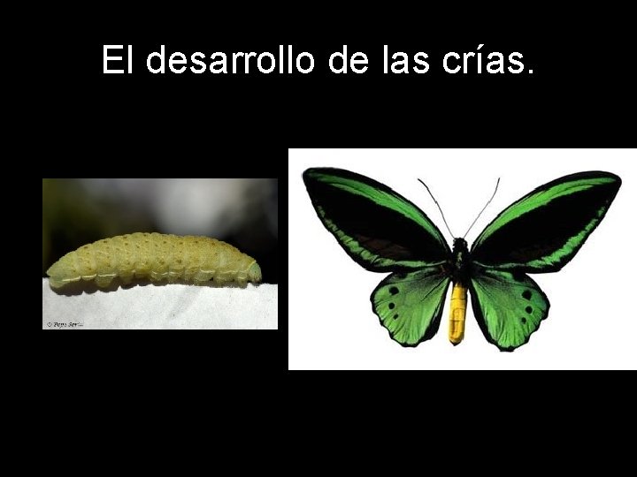 El desarrollo de las crías. 