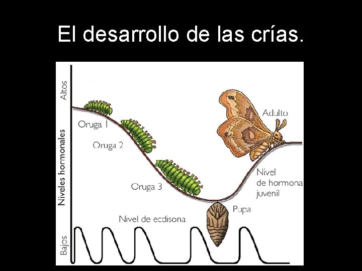 El desarrollo de las crías. 