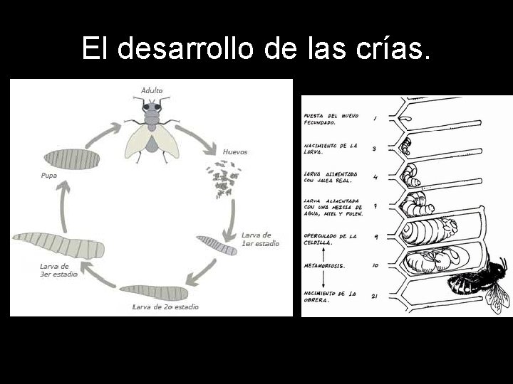 El desarrollo de las crías. 