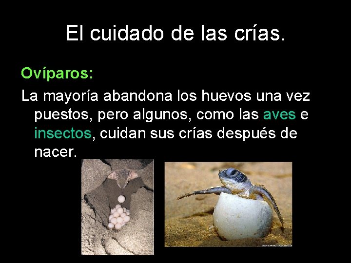 El cuidado de las crías. Ovíparos: La mayoría abandona los huevos una vez puestos,