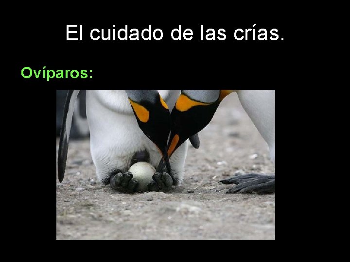 El cuidado de las crías. Ovíparos: 