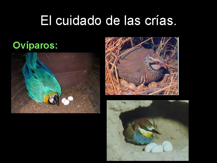 El cuidado de las crías. Ovíparos: 