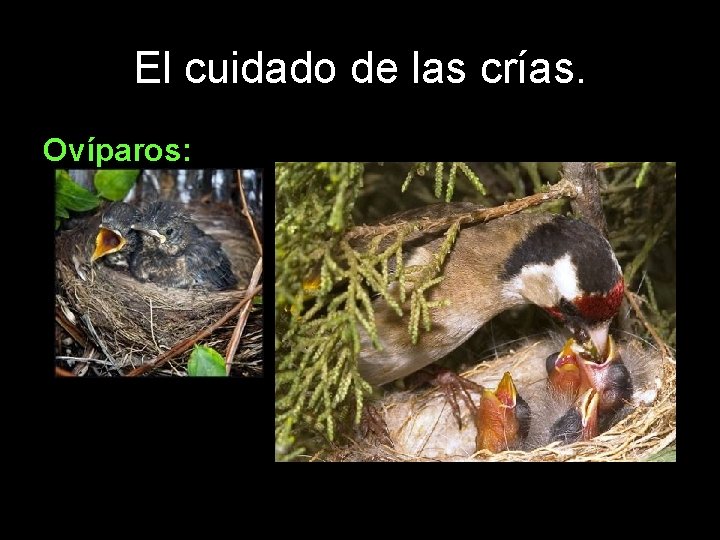 El cuidado de las crías. Ovíparos: 