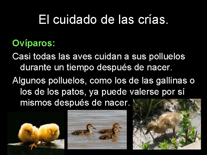 El cuidado de las crías. Ovíparos: Casi todas las aves cuidan a sus polluelos