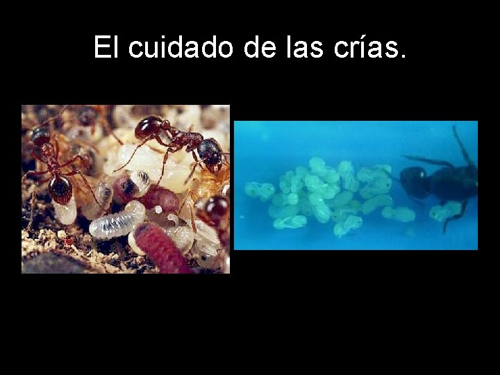 El cuidado de las crías. 