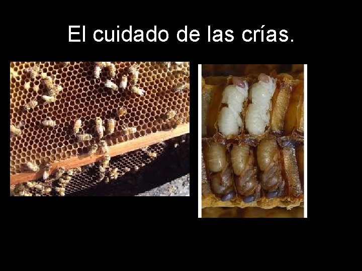 El cuidado de las crías. 