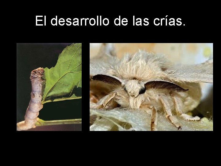 El desarrollo de las crías. 