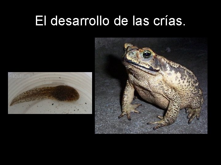 El desarrollo de las crías. 