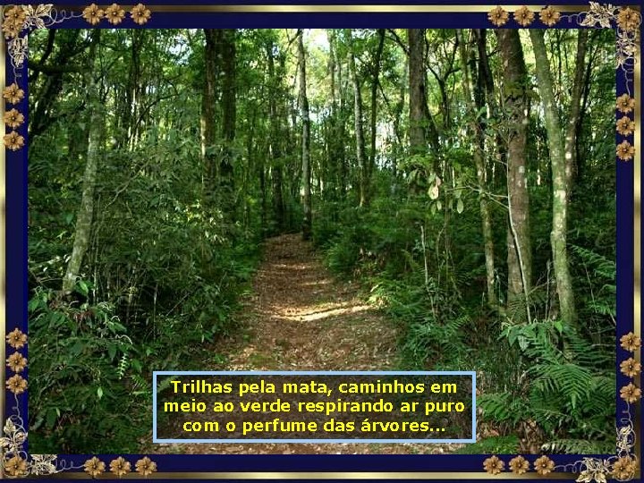 Trilhas pela mata, caminhos em meio ao verde respirando ar puro com o perfume