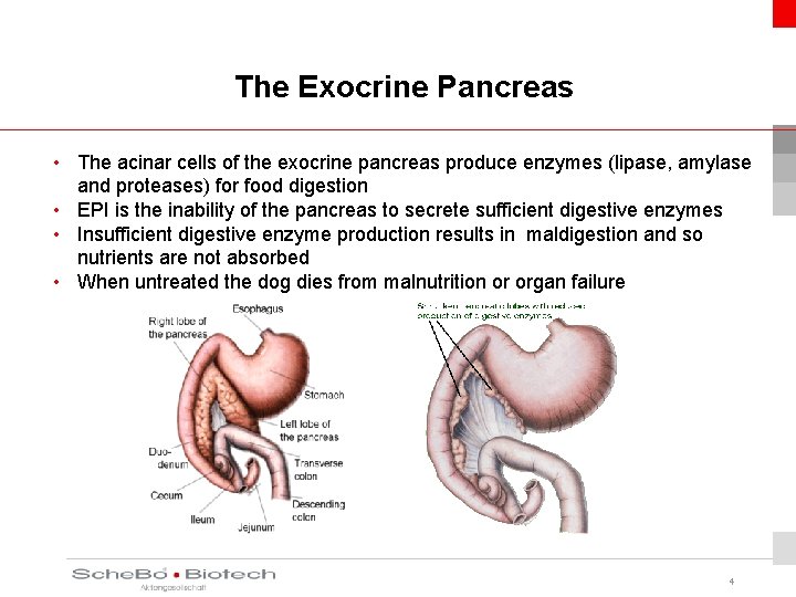 The Exocrine Pancreas • The acinar cells of the exocrine pancreas produce enzymes (lipase,