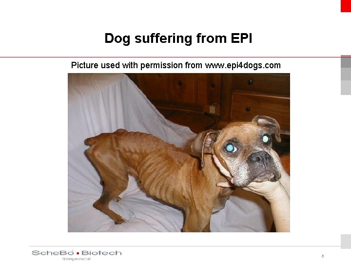 Dog suffering from EPI Picture used with permission from www. epi 4 dogs. com