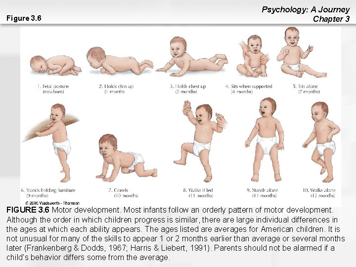 Figure 3. 6 Psychology: A Journey Chapter 3 FIGURE 3. 6 Motor development. Most