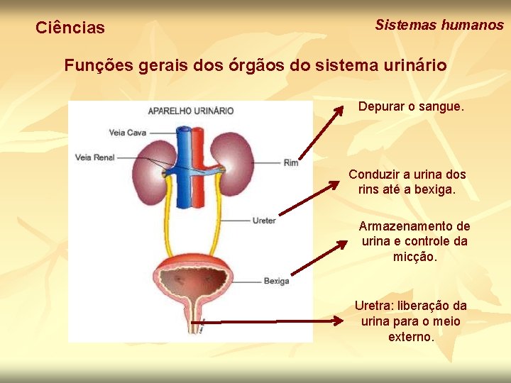 Ciências Sistemas humanos Funções gerais dos órgãos do sistema urinário Depurar o sangue. Conduzir