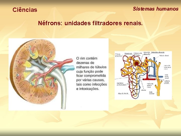Ciências Sistemas humanos Néfrons: unidades filtradores renais. 