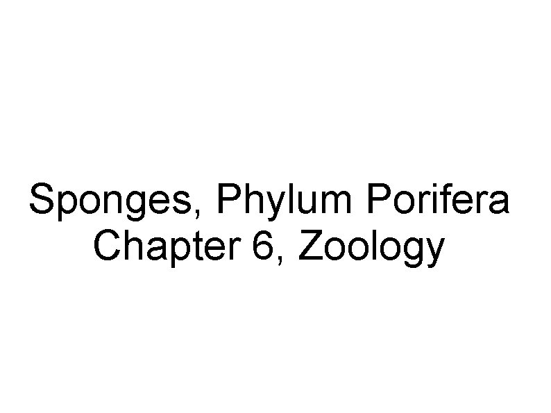 Sponges, Phylum Porifera Chapter 6, Zoology 