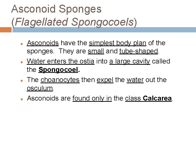 Asconoid Sponges (Flagellated Spongocoels) Asconoids have the simplest body plan of the sponges. They