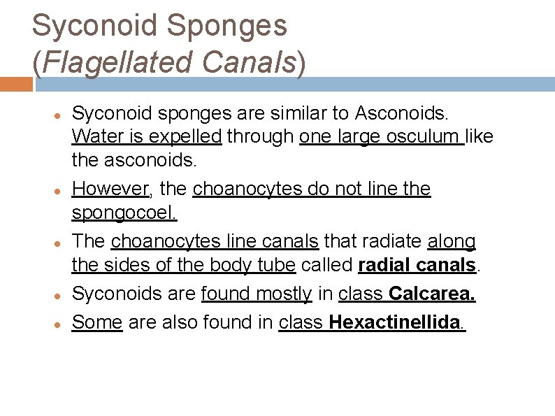 Syconoid Sponges (Flagellated Canals) Syconoid sponges are similar to Asconoids. Water is expelled through