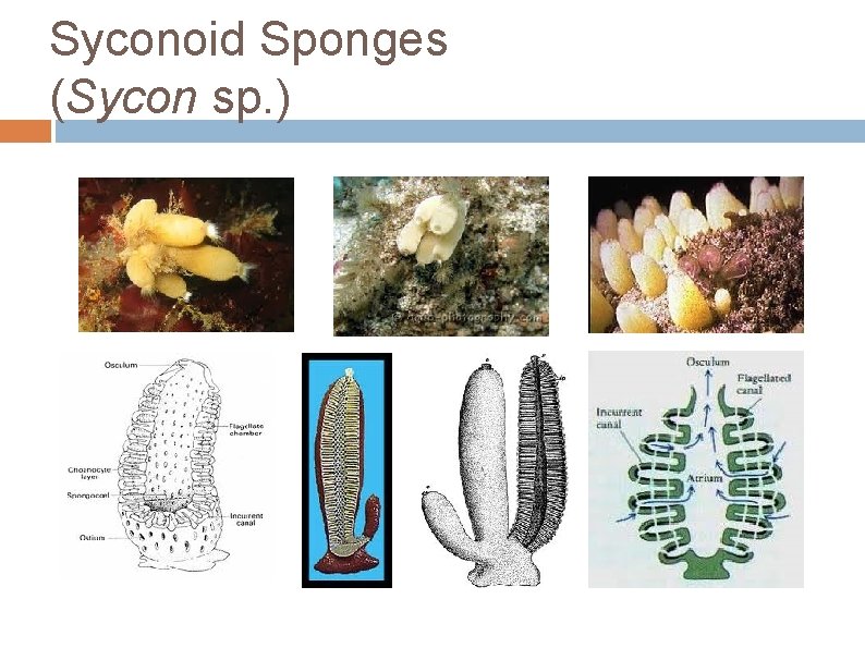 Syconoid Sponges (Sycon sp. ) 