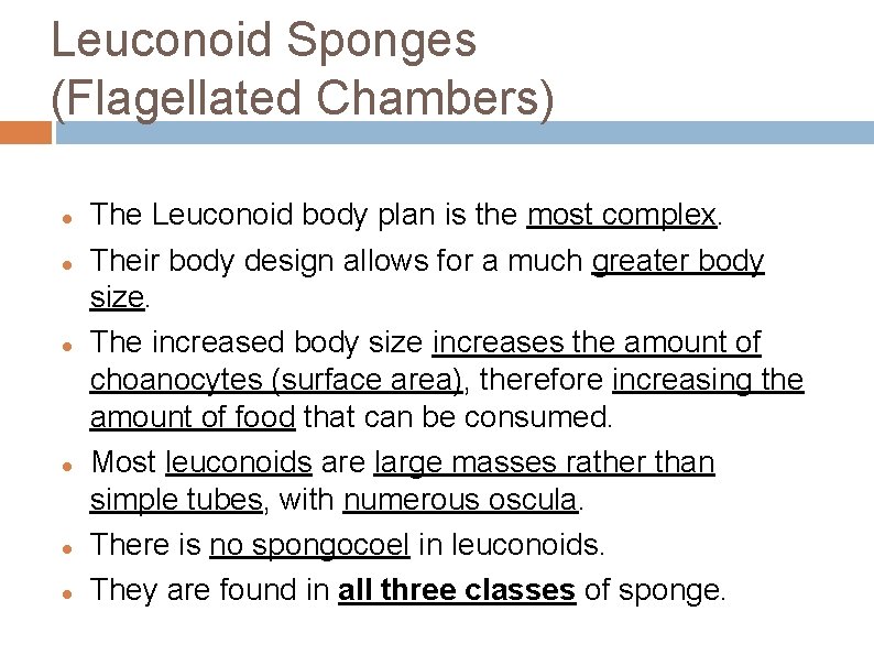 Leuconoid Sponges (Flagellated Chambers) The Leuconoid body plan is the most complex. Their body