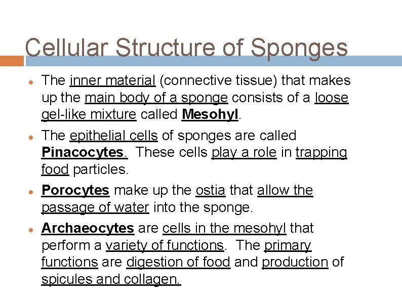 Cellular Structure of Sponges The inner material (connective tissue) that makes up the main