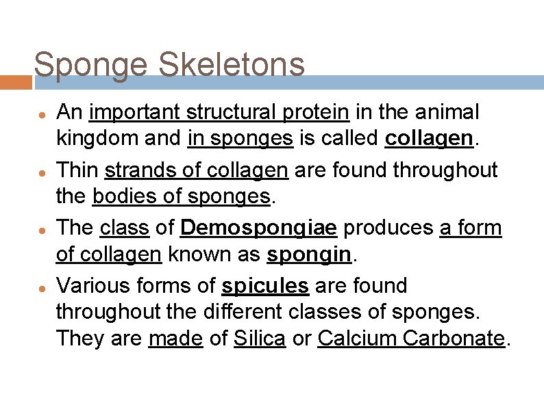 Sponge Skeletons An important structural protein in the animal kingdom and in sponges is