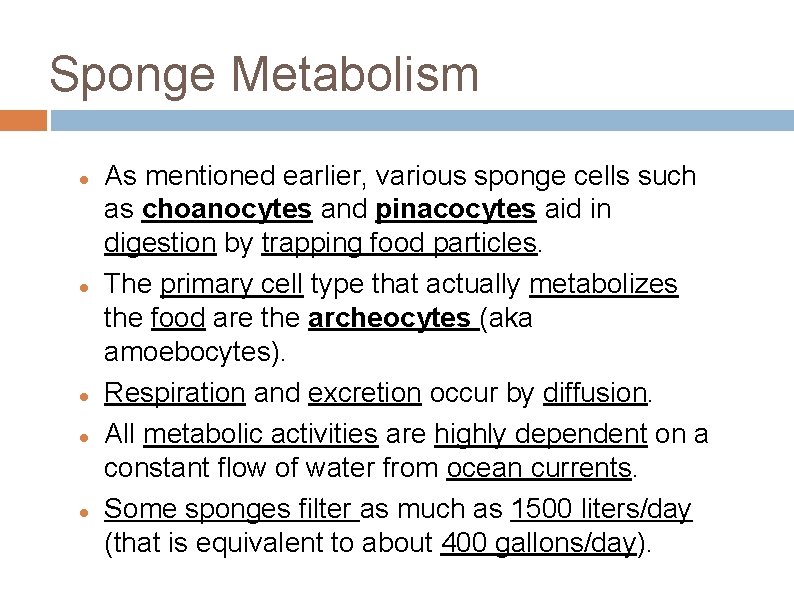 Sponge Metabolism As mentioned earlier, various sponge cells such as choanocytes and pinacocytes aid