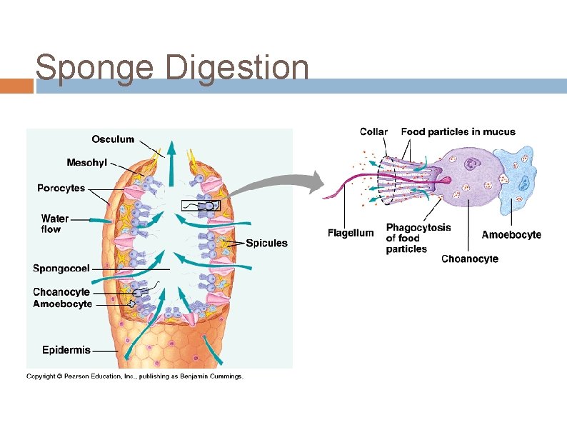 Sponge Digestion 