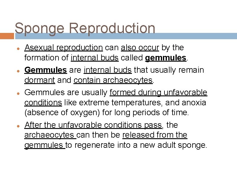 Sponge Reproduction Asexual reproduction can also occur by the formation of internal buds called